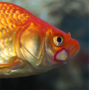 my new tiger barbs are not eating | MyFishTank.Net Forum